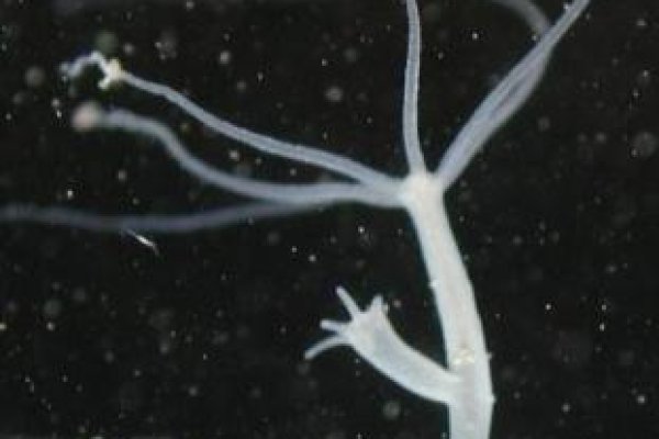 Рабочие методы кракен маркетплейс